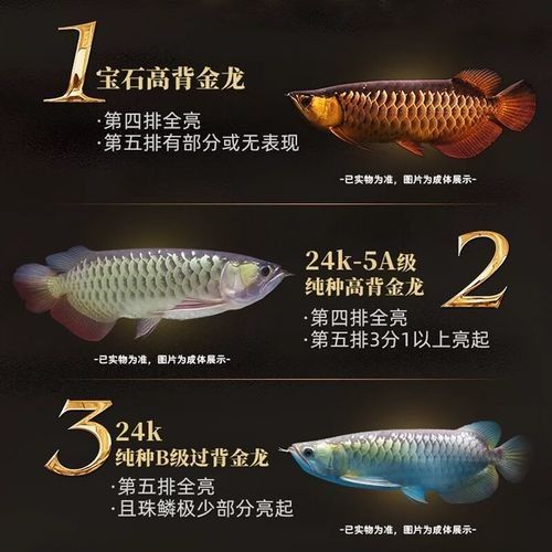 給我一張24K金龍魚(yú)的視頻