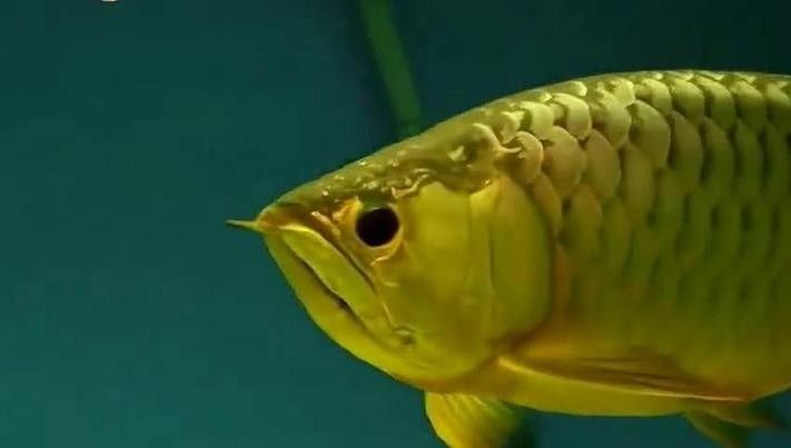 給我一張24K金龍魚(yú)的視頻