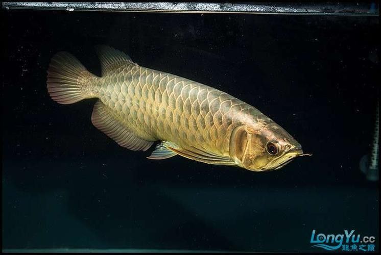 龍魚白色絮狀物能否自行消失，龍魚白色絮狀物會自行消失嗎龍魚白色絮狀物能否自愈