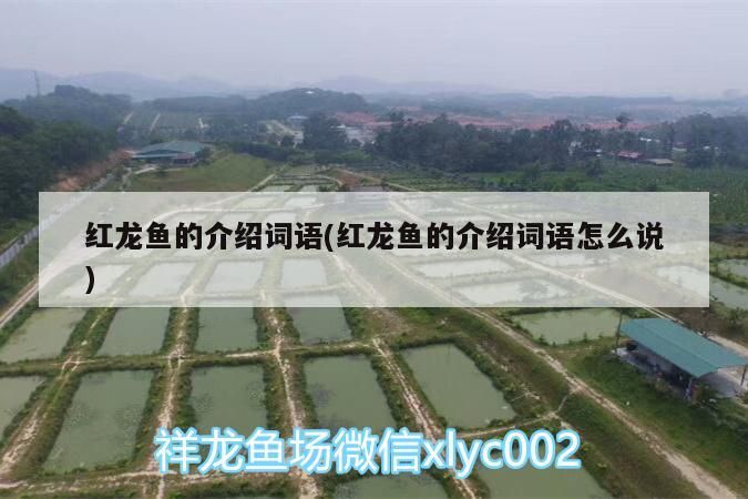 紅龍魚(yú)的介紹詞語(yǔ)(紅龍魚(yú)的介紹詞語(yǔ)怎么說(shuō))（紅龍魚(yú)的介紹詞語(yǔ)和介紹詞語(yǔ)怎么說(shuō)） 紅龍魚(yú)的介紹詞語(yǔ)(紅龍魚(yú)的介紹詞語(yǔ)怎么說(shuō))（紅龍魚(yú)的介紹詞語(yǔ)和介紹詞語(yǔ)怎么說(shuō)） 觀賞魚(yú)百科