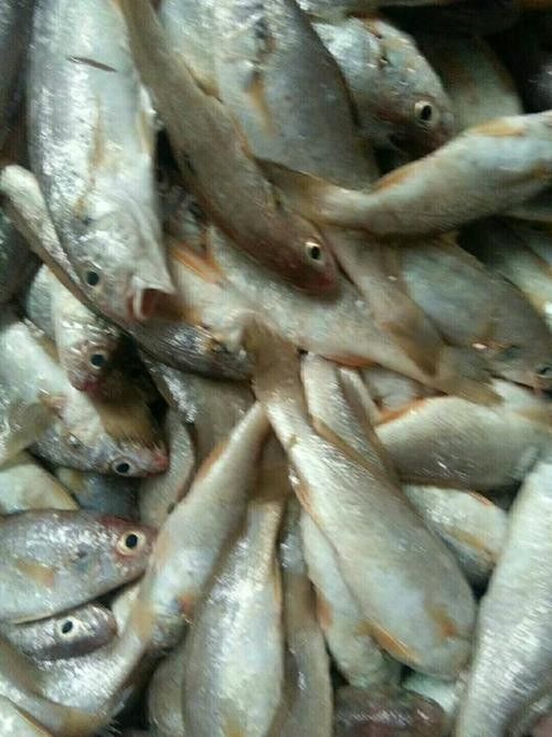 秀嶼龍魚（福建省莆田市秀嶼區人民政府關于秀嶼龍魚養殖的公告） 秀嶼龍魚（福建省莆田市秀嶼區人民政府關于秀嶼龍魚養殖的公告） 觀賞魚百科 第1張