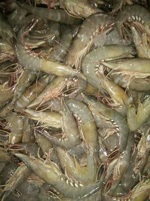 秀嶼龍魚（福建省莆田市秀嶼區人民政府關于秀嶼龍魚養殖的公告） 秀嶼龍魚（福建省莆田市秀嶼區人民政府關于秀嶼龍魚養殖的公告） 觀賞魚百科 第2張
