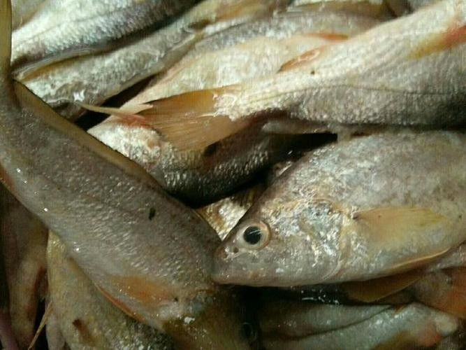 秀嶼龍魚（福建省莆田市秀嶼區人民政府關于秀嶼龍魚養殖的公告） 秀嶼龍魚（福建省莆田市秀嶼區人民政府關于秀嶼龍魚養殖的公告） 觀賞魚百科 第3張
