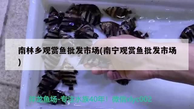 南林鄉(xiāng)觀賞魚批發(fā)市場(南寧觀賞魚批發(fā)市場)（南林鄉(xiāng)觀賞魚批發(fā)市場）