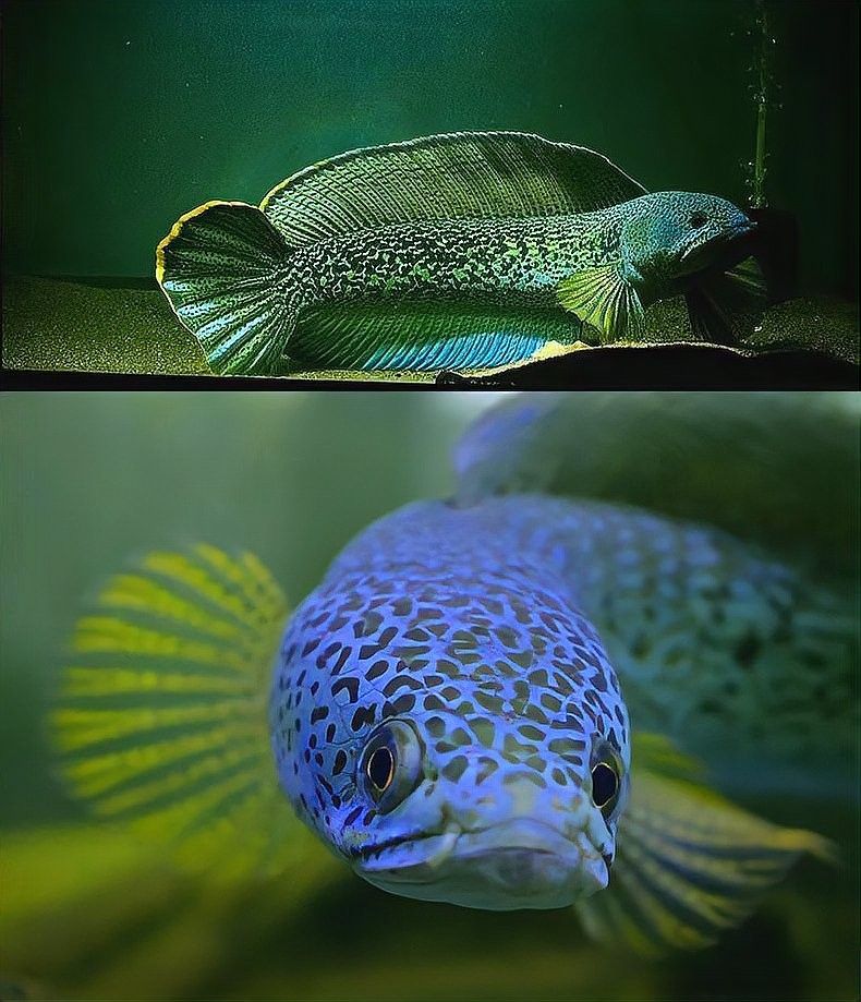 南鱧和七彩雷龍魚能混養嗎？（鱧和七彩雷龍魚能否混養）