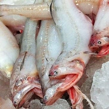 連云港金龍魚批發價格是多少（港金龍魚批發價格具體情況由于市場價格波動和供應情況的變化）