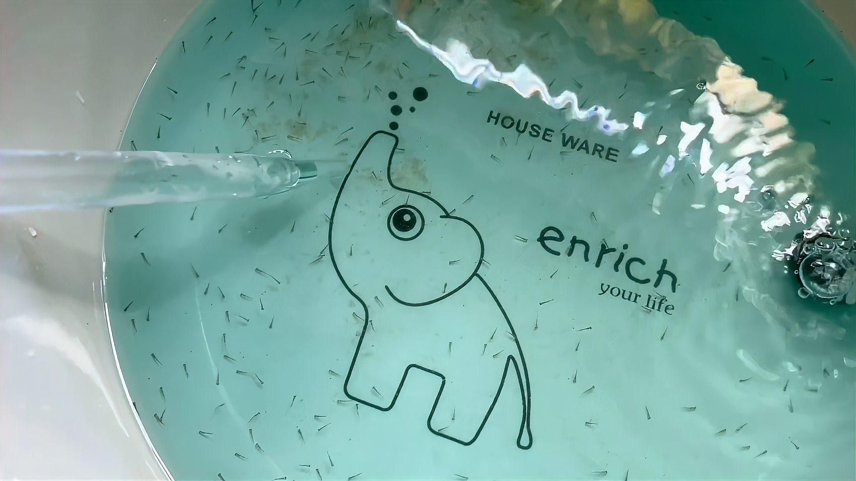 孵化期間換水需要注意哪些事項（孵化期間換水是確保胚胎和幼蟲健康成長的關鍵步驟） 孵化期間換水需要注意哪些事項（孵化期間換水是確保胚胎和幼蟲健康成長的關鍵步驟） 龍魚百科 第1張