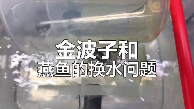 孵化期間換水需要注意哪些事項（孵化期間換水是確保胚胎和幼蟲健康成長的關鍵步驟） 孵化期間換水需要注意哪些事項（孵化期間換水是確保胚胎和幼蟲健康成長的關鍵步驟） 龍魚百科 第4張