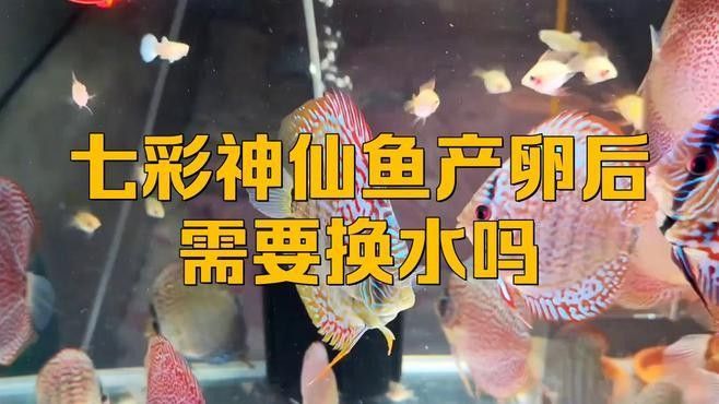 孵化期間換水需要注意哪些事項（孵化期間換水是確保胚胎和幼蟲健康成長的關鍵步驟） 孵化期間換水需要注意哪些事項（孵化期間換水是確保胚胎和幼蟲健康成長的關鍵步驟） 龍魚百科 第5張