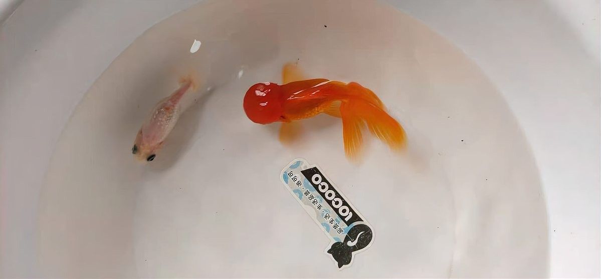 孵化期間換水需要注意哪些事項（孵化期間換水是確保胚胎和幼蟲健康成長的關鍵步驟） 孵化期間換水需要注意哪些事項（孵化期間換水是確保胚胎和幼蟲健康成長的關鍵步驟） 龍魚百科 第7張