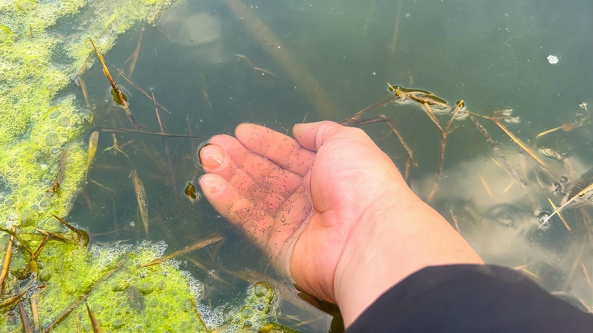 如何選擇健康的龍魚苗（健康的龍魚苗如何挑選健康的龍魚苗養殖全攻略）