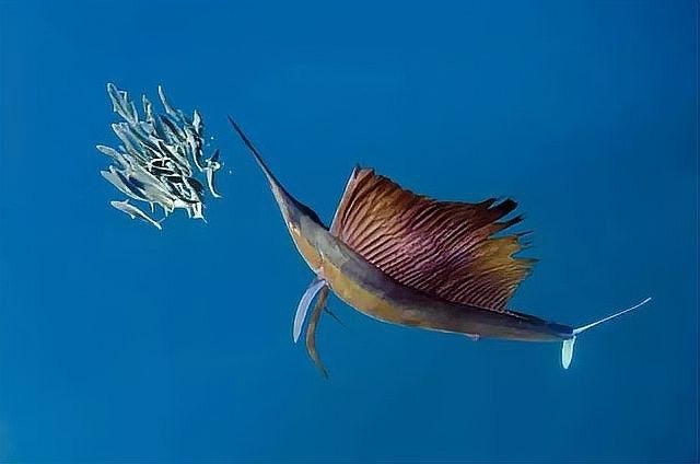 有哪些知名的龍魚攝影師？（知名的龍魚攝影師）