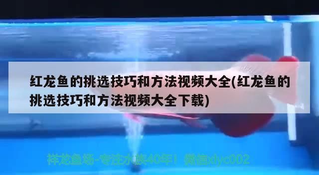 紅龍魚(yú)的挑選技巧和方法視頻大全(紅龍魚(yú)的挑選技巧和方法視頻大全下載)（紅龍魚(yú)挑選技巧與方法）