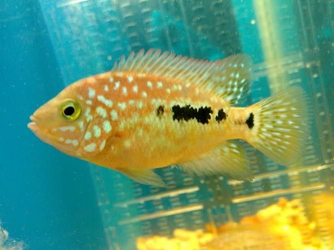 德金羅漢魚（德金羅漢魚品種鑒別(養(yǎng)魚發(fā)燒友整理)齊家羅漢魚品種圖鑒） 德金羅漢魚（德金羅漢魚品種鑒別(養(yǎng)魚發(fā)燒友整理)齊家羅漢魚品種圖鑒） 觀賞魚百科 第4張