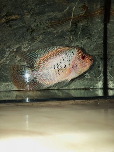 德金羅漢魚（德金羅漢魚品種鑒別(養(yǎng)魚發(fā)燒友整理)齊家羅漢魚品種圖鑒） 德金羅漢魚（德金羅漢魚品種鑒別(養(yǎng)魚發(fā)燒友整理)齊家羅漢魚品種圖鑒） 觀賞魚百科 第3張