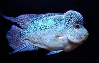 德金羅漢魚（德金羅漢魚品種鑒別(養(yǎng)魚發(fā)燒友整理)齊家羅漢魚品種圖鑒） 德金羅漢魚（德金羅漢魚品種鑒別(養(yǎng)魚發(fā)燒友整理)齊家羅漢魚品種圖鑒） 觀賞魚百科 第7張