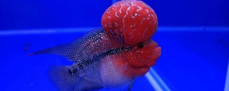 德金羅漢魚（德金羅漢魚品種鑒別(養(yǎng)魚發(fā)燒友整理)齊家羅漢魚品種圖鑒） 德金羅漢魚（德金羅漢魚品種鑒別(養(yǎng)魚發(fā)燒友整理)齊家羅漢魚品種圖鑒） 觀賞魚百科 第9張