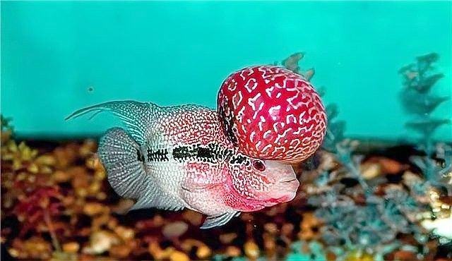 德金羅漢魚（德金羅漢魚品種鑒別(養(yǎng)魚發(fā)燒友整理)齊家羅漢魚品種圖鑒） 德金羅漢魚（德金羅漢魚品種鑒別(養(yǎng)魚發(fā)燒友整理)齊家羅漢魚品種圖鑒） 觀賞魚百科 第8張