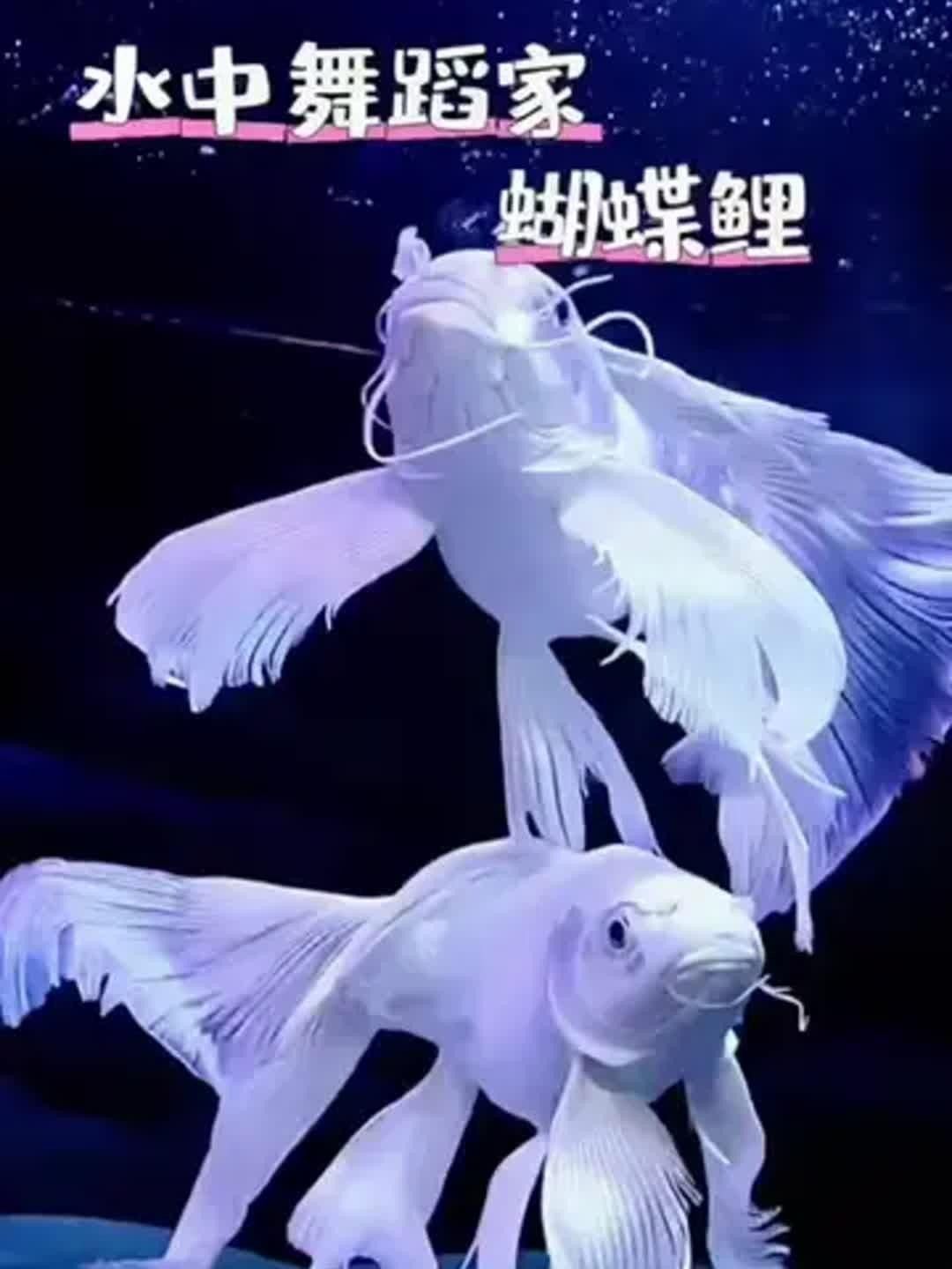蝴蝶鯉，祥龍魚場（祥龍魚場蝴蝶鯉養殖技巧） 蝴蝶鯉，祥龍魚場（祥龍魚場蝴蝶鯉養殖技巧） 觀賞魚百科 第9張