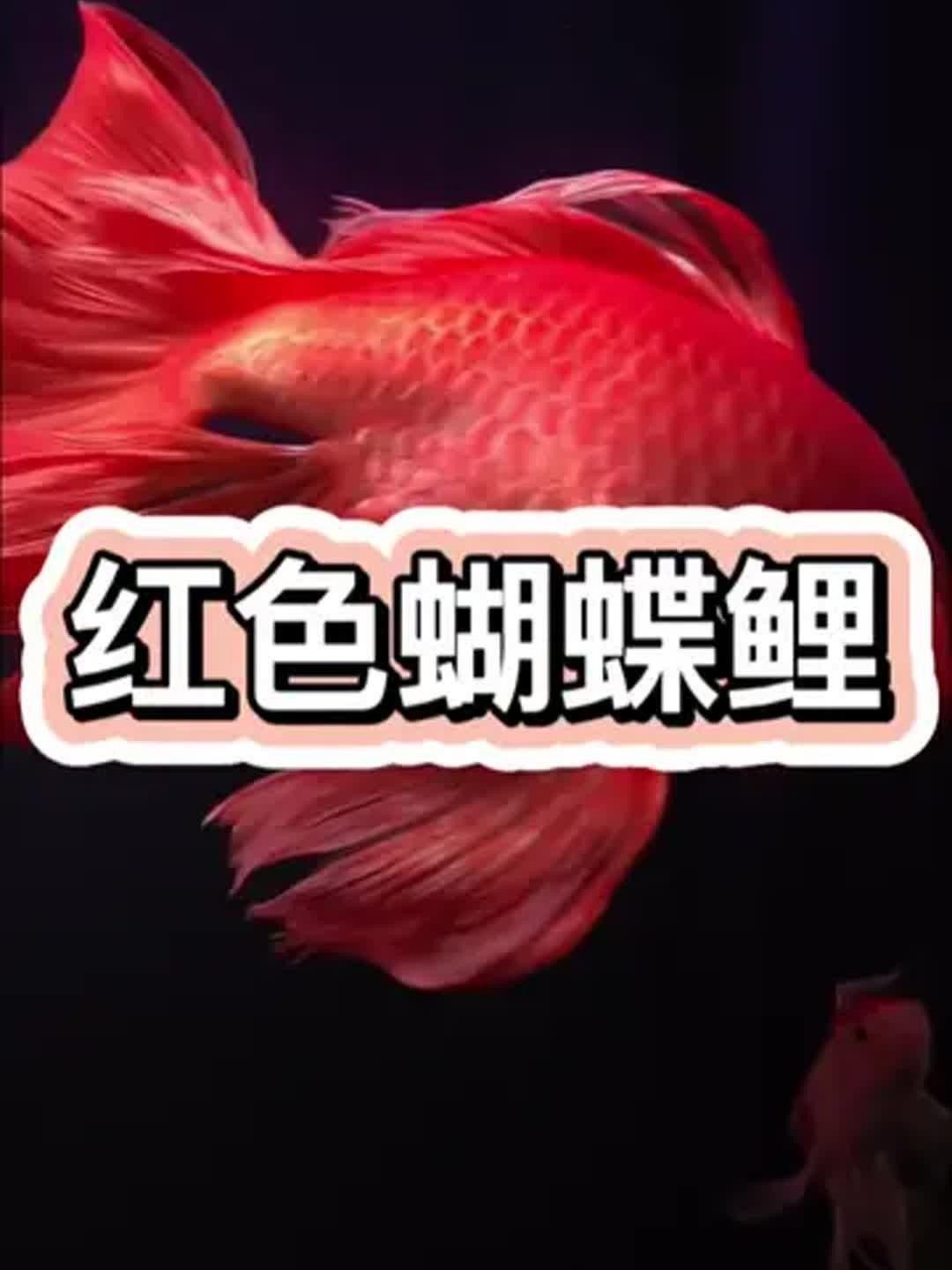 蝴蝶鯉，祥龍魚場（祥龍魚場蝴蝶鯉養殖技巧） 蝴蝶鯉，祥龍魚場（祥龍魚場蝴蝶鯉養殖技巧） 觀賞魚百科 第8張