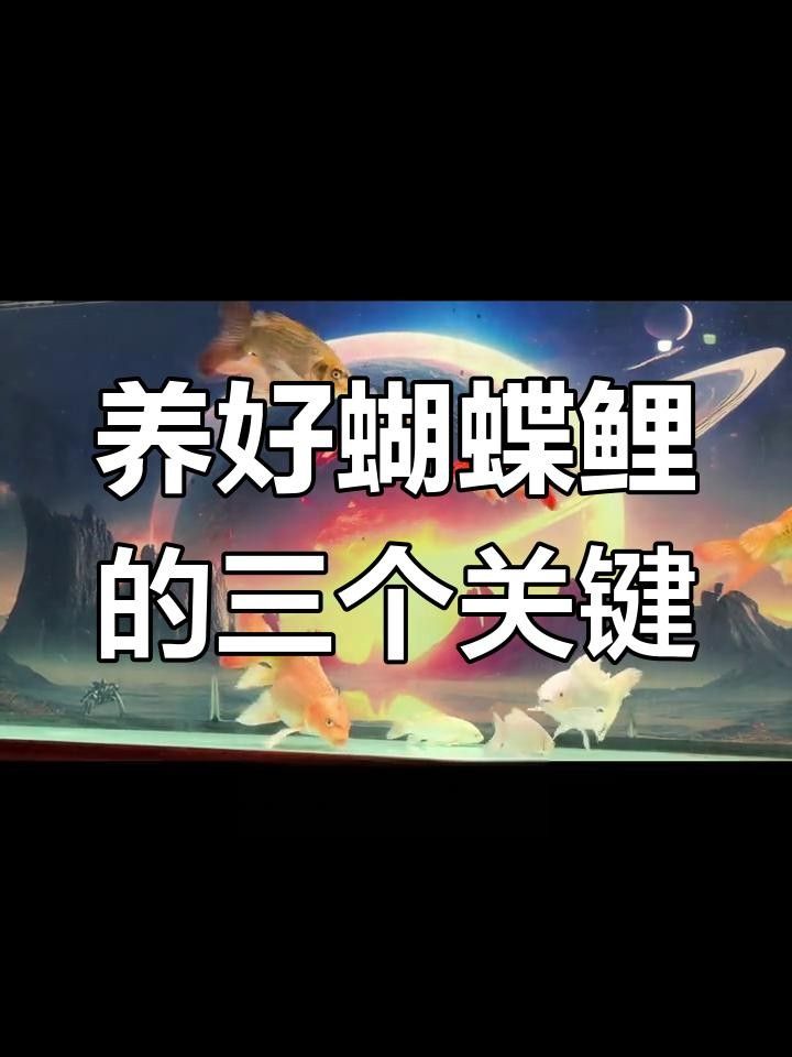蝴蝶鯉，祥龍魚場（祥龍魚場蝴蝶鯉養殖技巧） 蝴蝶鯉，祥龍魚場（祥龍魚場蝴蝶鯉養殖技巧） 觀賞魚百科 第5張