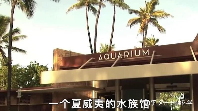 哪種金色的龍魚最稀有（世界十大最貴金龍魚多少錢一條lacodevita）