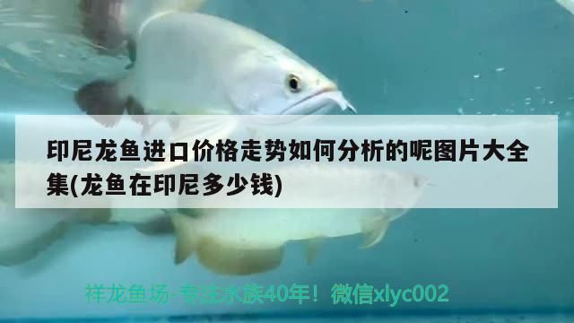 印尼龍魚進口價格走勢如何分析的呢圖片大全集(龍魚在印尼多少錢)（印尼龍魚的進口價格走勢分析） 印尼龍魚進口價格走勢如何分析的呢圖片大全集(龍魚在印尼多少錢)（印尼龍魚的進口價格走勢分析） 觀賞魚百科