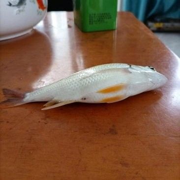 深圳龍魚批發(fā)價格如何？（深圳龍魚批發(fā)價格）