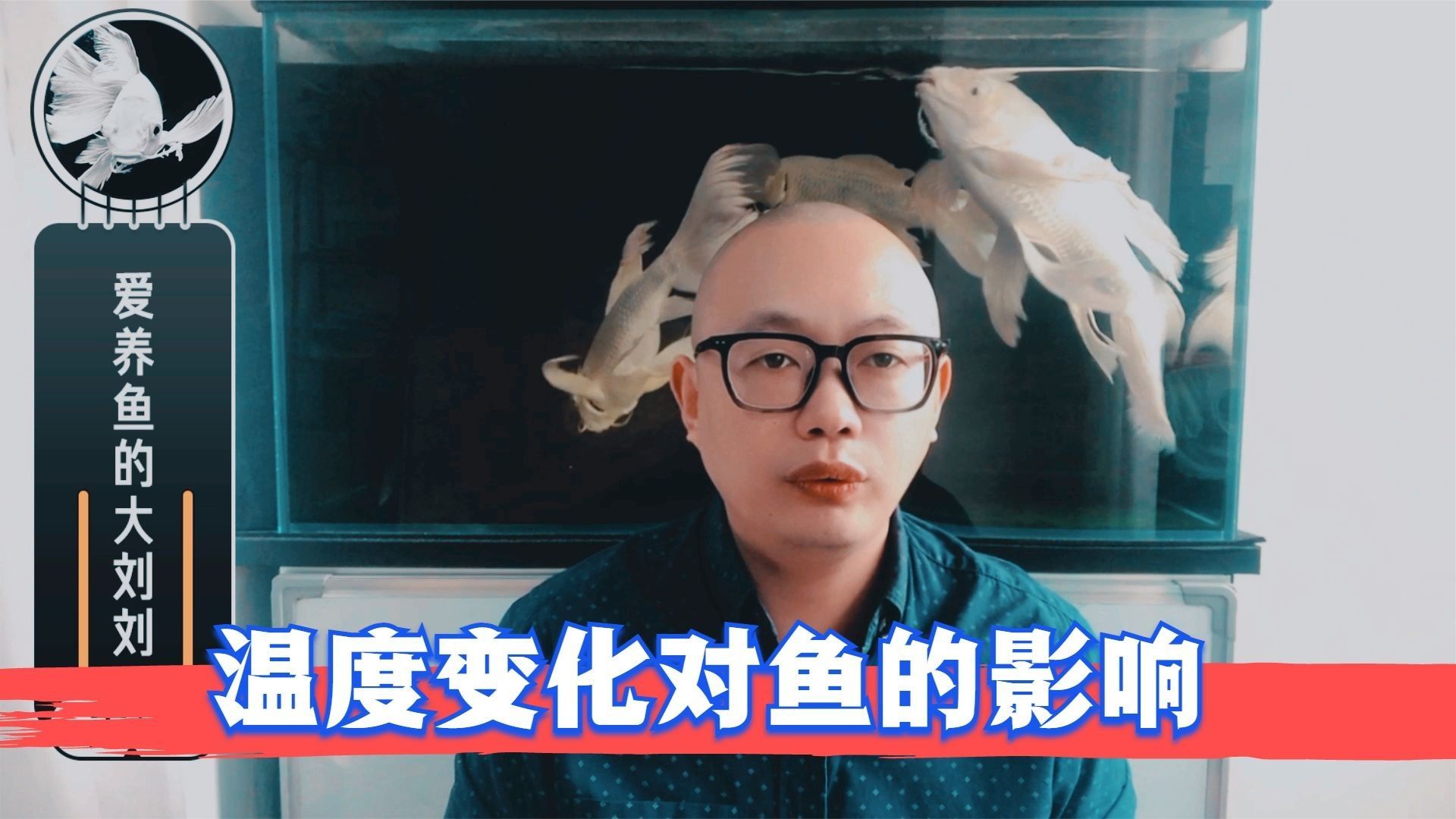 錆假龍觀賞魚飼養(yǎng)條件（錆假龍觀賞魚的飼養(yǎng)條件）