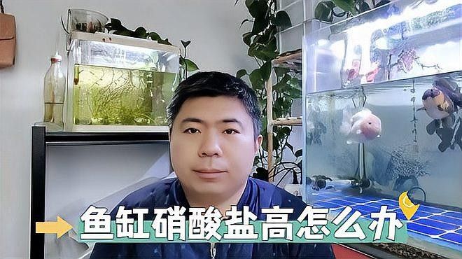 錆假龍觀賞魚飼養(yǎng)條件（錆假龍觀賞魚的飼養(yǎng)條件）