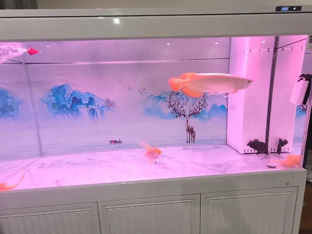 給我一些龍魚與虎魚混養的圖片欣賞（龍魚與虎魚混養的注意事項）