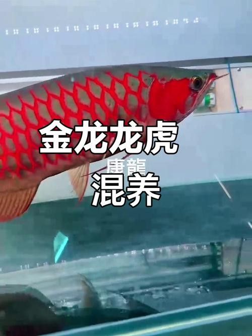 給我一些龍魚與虎魚混養的圖片欣賞（龍魚與虎魚混養的注意事項）