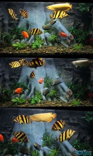 給我一些龍魚與虎魚混養的圖片欣賞（龍魚與虎魚混養的注意事項）