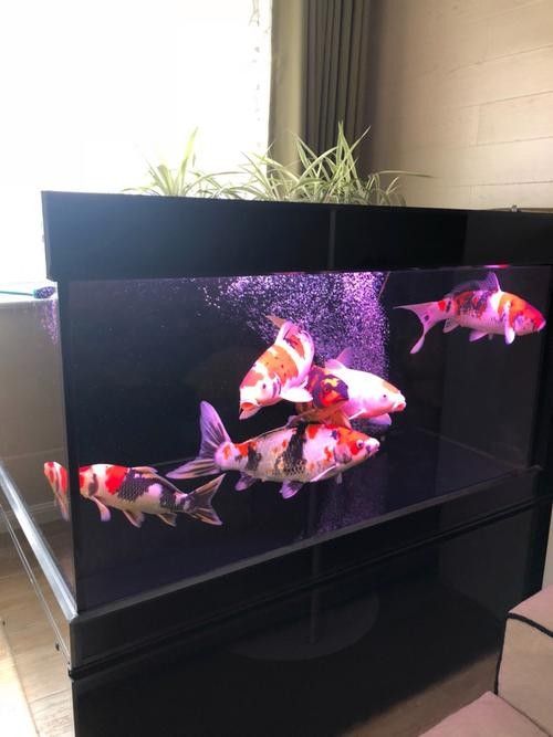 給我一些龍魚與虎魚混養的圖片欣賞（龍魚與虎魚混養的注意事項）