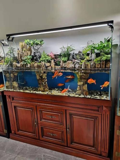 給我一些龍魚與虎魚混養的圖片欣賞（龍魚與虎魚混養的注意事項）