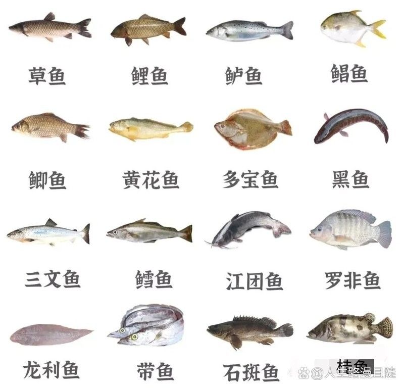 魚的圖片大全大圖（魚的圖片大全）