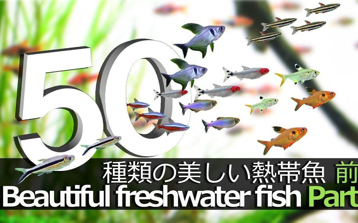 魚的圖片大全大圖（魚的圖片大全）