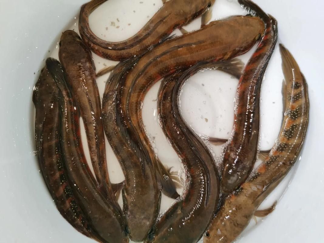 哪種雷龍魚最適合新手入門（新手養雷龍魚哪些品種好養）