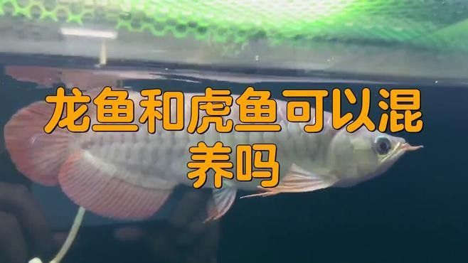 龍魚和虎魚能混養(yǎng)嗎？（魚和虎魚能否混養(yǎng)是一個備受關(guān)注的話題在探討這一問題時需要考慮）