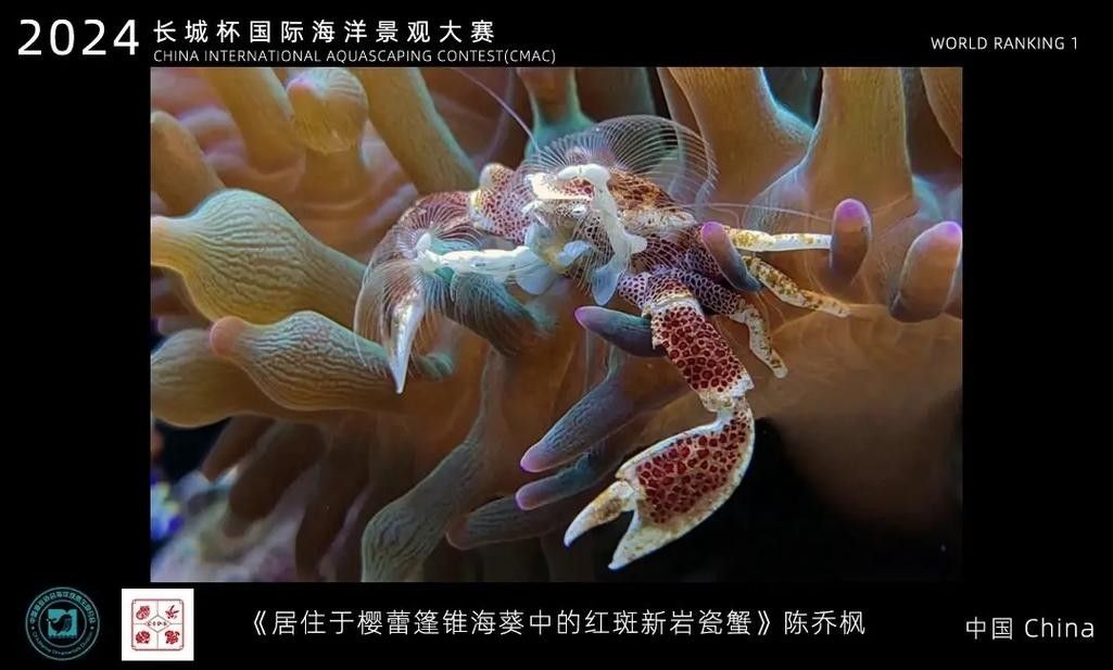 如何聯系長城杯國際水族賽事組委會？（長城杯國際水族賽事組委會怎么聯系？）