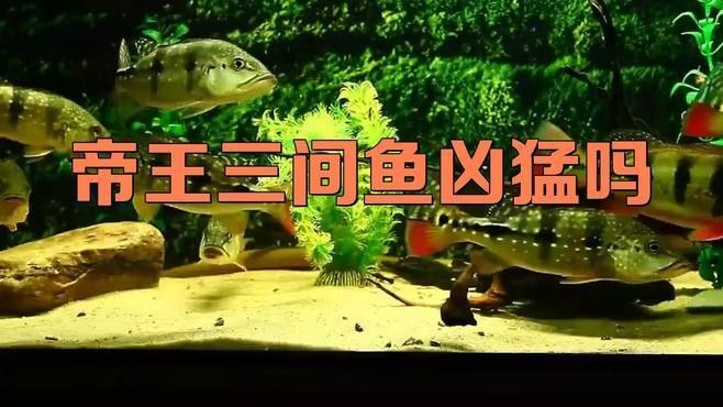 龍魚和帝王三間混養(yǎng)需要多久適應(yīng)（雙龍混養(yǎng)：從挑戰(zhàn)到成功和諧的秘訣）