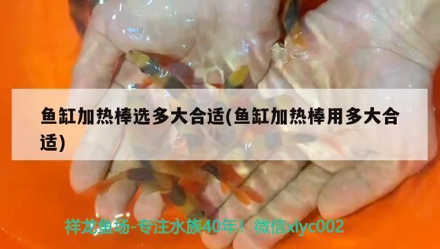 魚缸加熱棒選多大合適(魚缸加熱棒用多大合適)（魚缸加熱棒選多大合適）