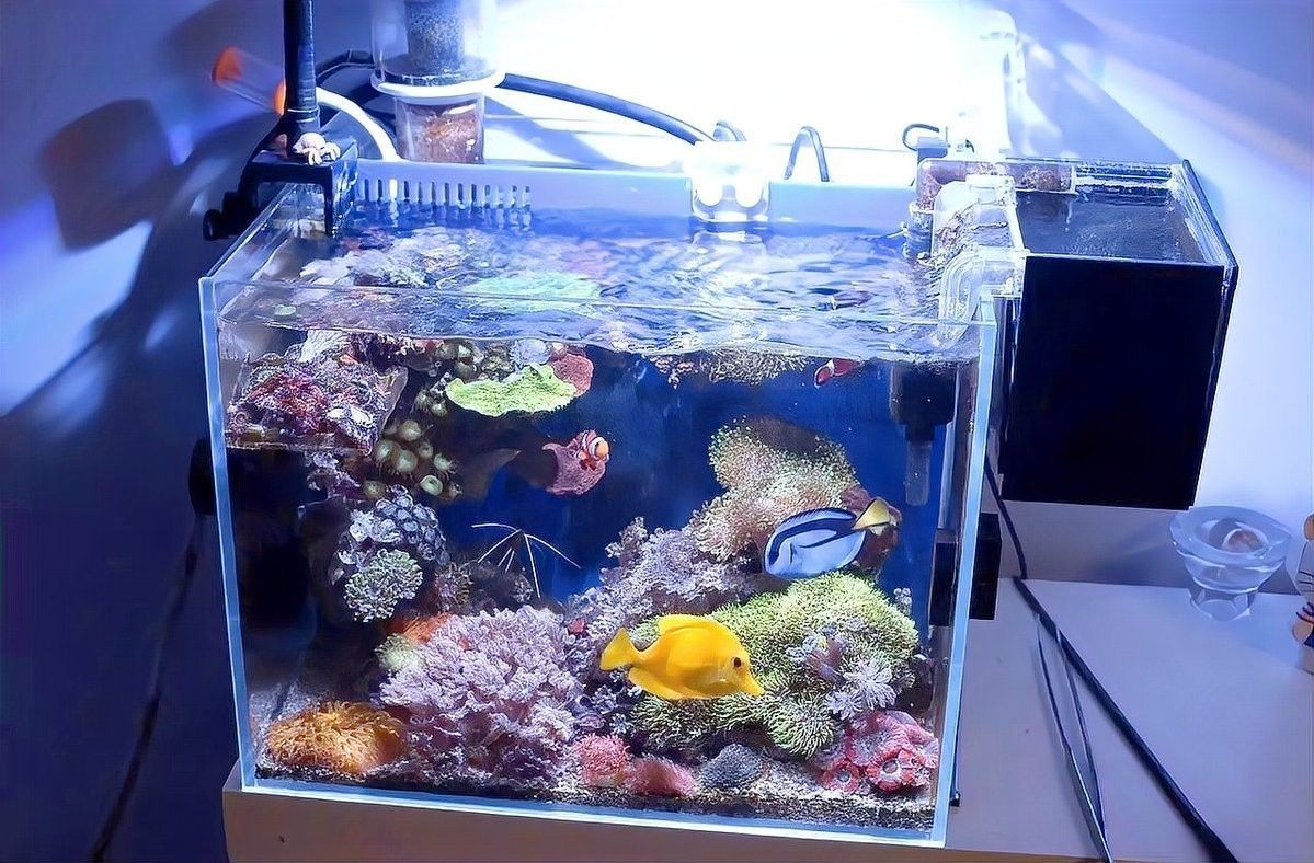 如何選擇適合金龍魚的加熱棒（如何選擇適合大型龍魚缸的加熱棒） 如何選擇適合金龍魚的加熱棒（如何選擇適合大型龍魚缸的加熱棒） 龍魚百科 第8張