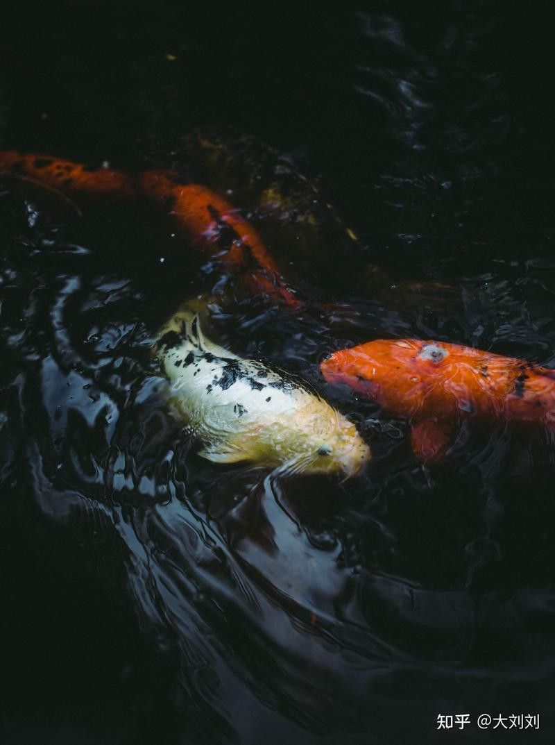 如何選擇適合金龍魚的加熱棒（如何選擇適合大型龍魚缸的加熱棒） 如何選擇適合金龍魚的加熱棒（如何選擇適合大型龍魚缸的加熱棒） 龍魚百科 第7張