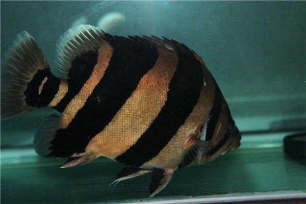 哪些魚種適合與虎魚混養(yǎng)？（哪些魚適合與虎魚混養(yǎng)） 哪些魚種適合與虎魚混養(yǎng)？（哪些魚適合與虎魚混養(yǎng)） 龍魚百科 第2張