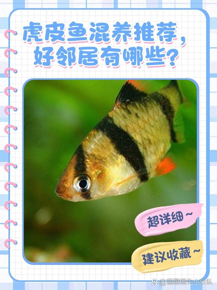 哪些魚種適合與虎魚混養(yǎng)？（哪些魚適合與虎魚混養(yǎng)） 哪些魚種適合與虎魚混養(yǎng)？（哪些魚適合與虎魚混養(yǎng)） 龍魚百科 第4張