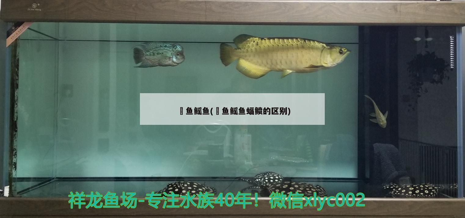 魟魚(yú)鰩魚(yú)(魟魚(yú)鰩魚(yú)蝠鲼的區(qū)別)（魟魚(yú)鰩魚(yú)鰩魚(yú)和鰩魚(yú)蝠鲼的區(qū)別對(duì)應(yīng)的相關(guān)信息）
