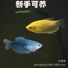 龍魚浮頭顏色變種的價格如何（揭秘紅龍魚價格昂貴背后的故事） 龍魚浮頭顏色變種的價格如何（揭秘紅龍魚價格昂貴背后的故事） 龍魚百科 第16張