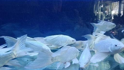 臺灣蝴蝶龍魚