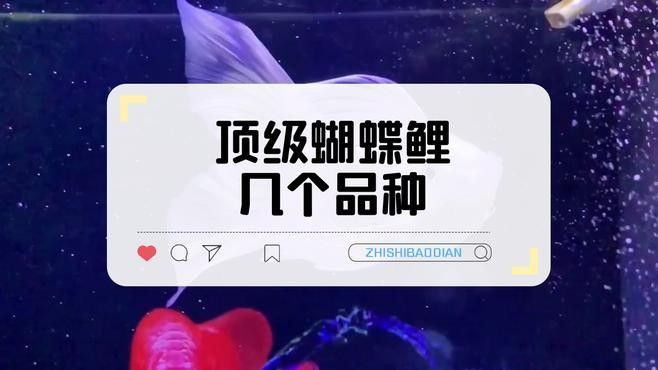 臺灣蝴蝶龍魚